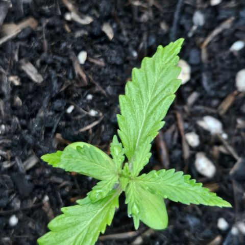 Dark Devil Auto growlog photo: Morgens ~6 Uhr