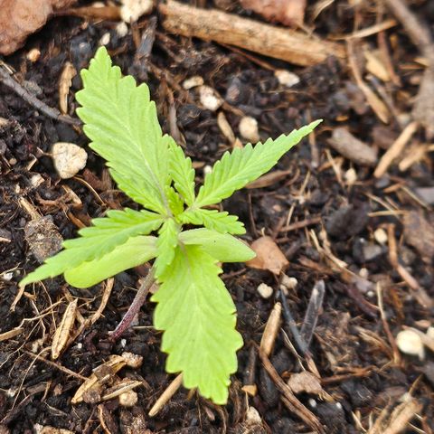 Dark Devil Auto growlog timeline photo