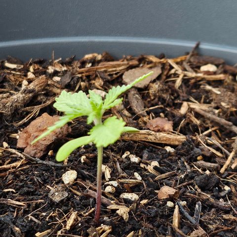 Dark Devil Auto growlog timeline photo