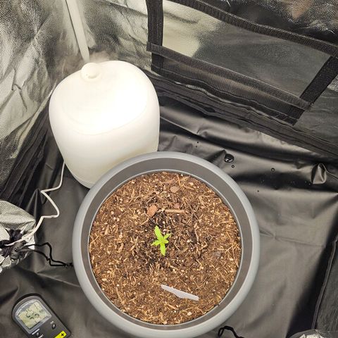 Dark Devil Auto growlog timeline photo