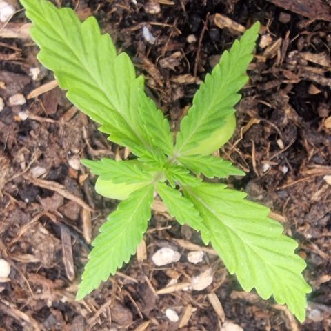 Dark Devil Auto growlog timeline photo