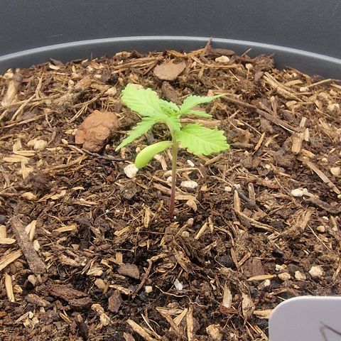 Dark Devil Auto growlog timeline photo