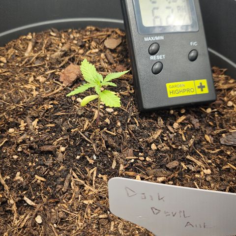 Dark Devil Auto growlog timeline photo