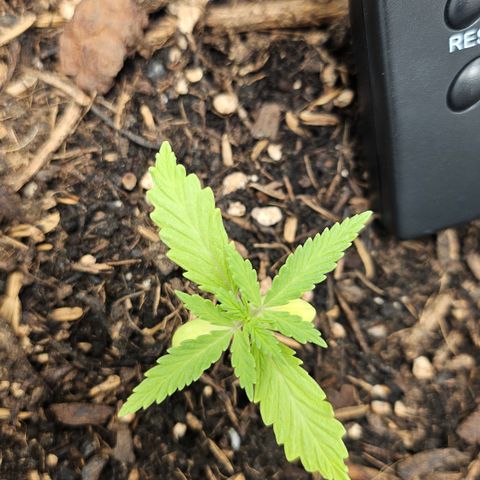Dark Devil Auto growlog timeline photo