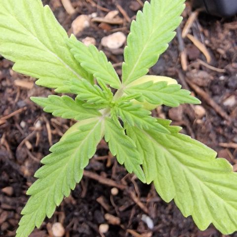 Dark Devil Auto growlog timeline photo