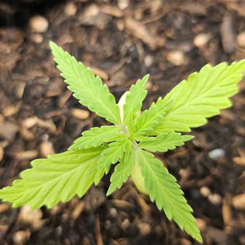 Dark Devil Auto growlog timeline photo