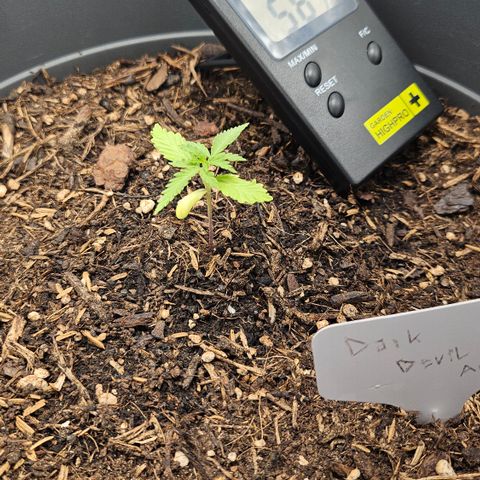 Dark Devil Auto growlog timeline photo
