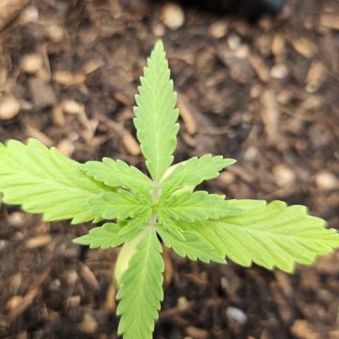 Dark Devil Auto growlog timeline photo