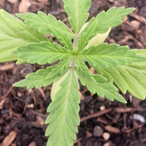Dark Devil Auto growlog timeline photo