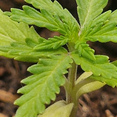 Dark Devil Auto growlog timeline photo