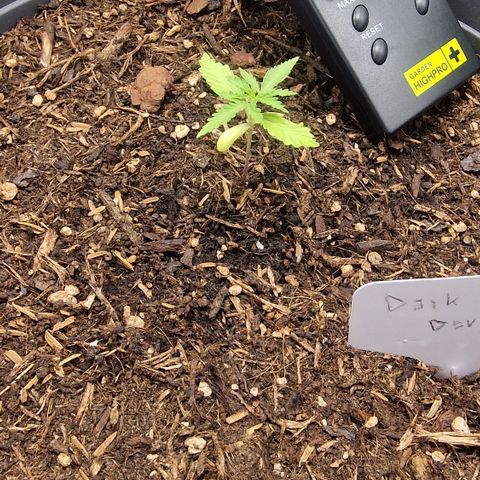 Dark Devil Auto growlog timeline photo