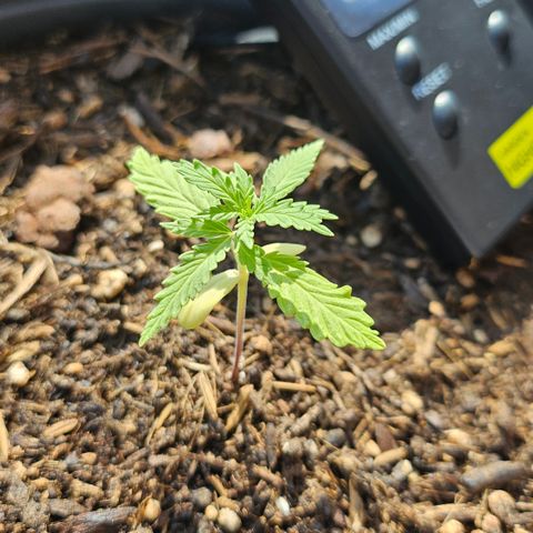 Dark Devil Auto growlog timeline photo