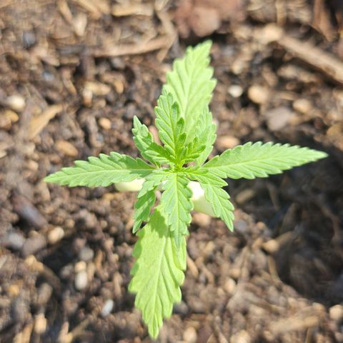 Dark Devil Auto growlog timeline photo