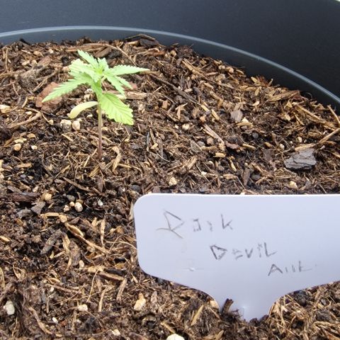 Dark Devil Auto growlog timeline photo