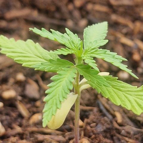 Dark Devil Auto growlog timeline photo
