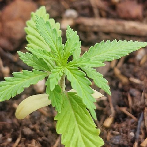 Dark Devil Auto growlog timeline photo