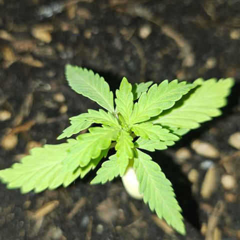 Dark Devil Auto growlog timeline photo