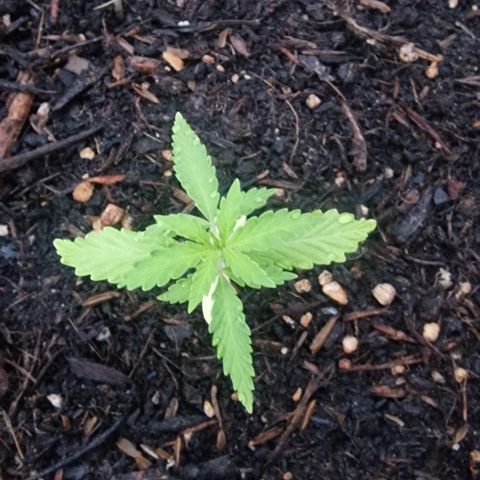 Dark Devil Auto growlog timeline photo