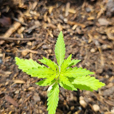 Dark Devil Auto growlog timeline photo