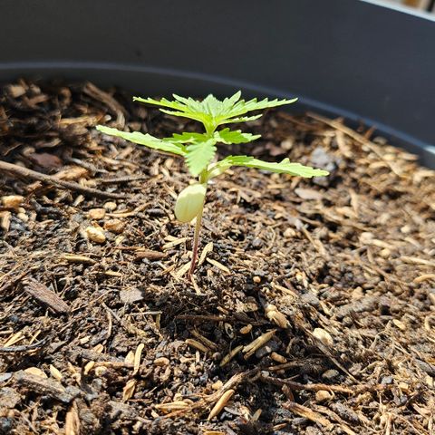 Dark Devil Auto growlog timeline photo