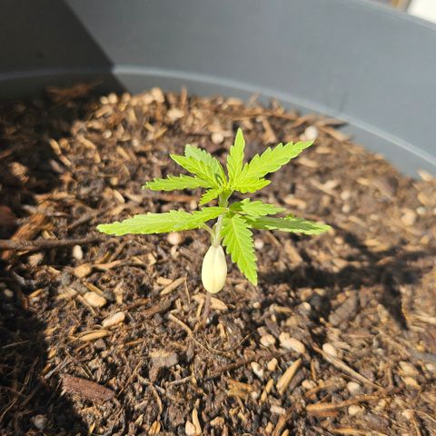 Dark Devil Auto growlog timeline photo