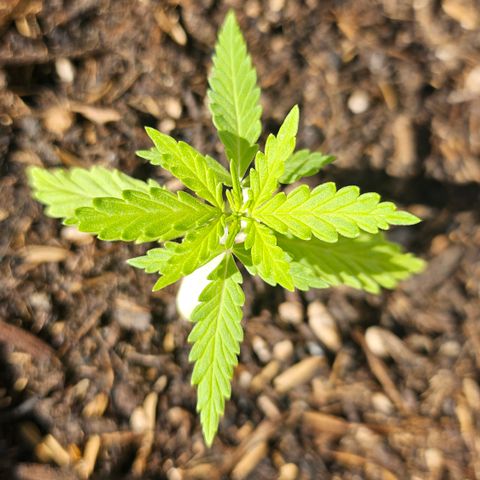 Dark Devil Auto growlog timeline photo