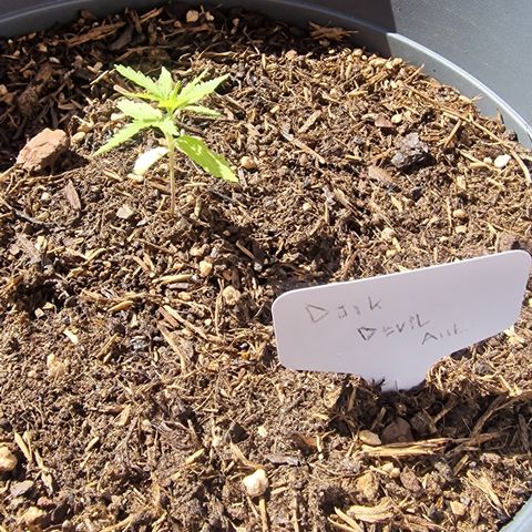 Dark Devil Auto growlog timeline photo