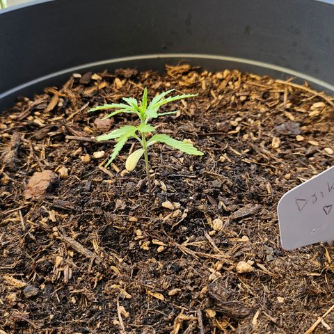 Dark Devil Auto growlog timeline photo