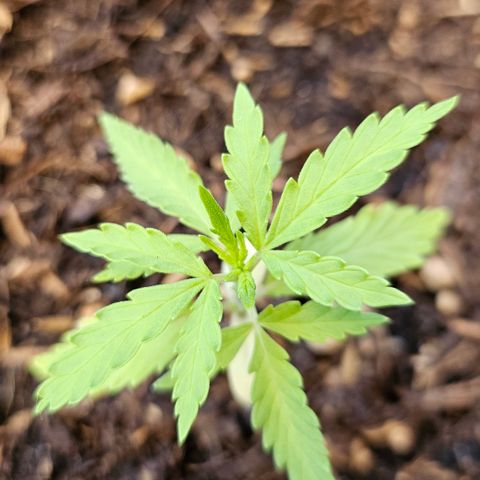 Dark Devil Auto growlog timeline photo