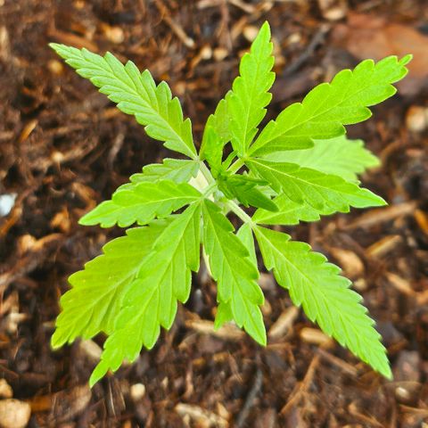 Dark Devil Auto growlog timeline photo