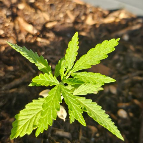 Dark Devil Auto growlog timeline photo