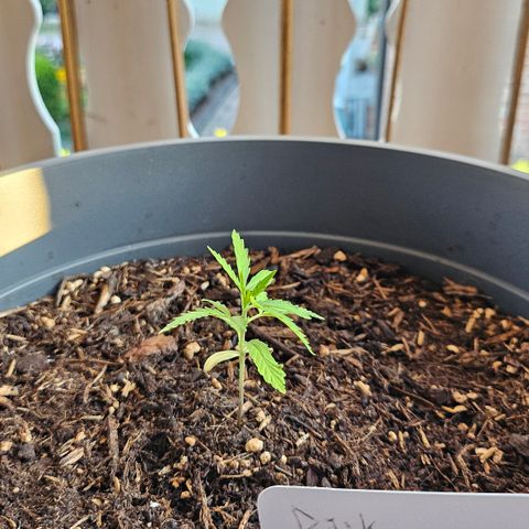 Dark Devil Auto growlog timeline photo