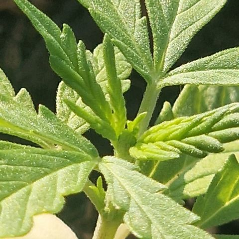 Dark Devil Auto growlog timeline photo