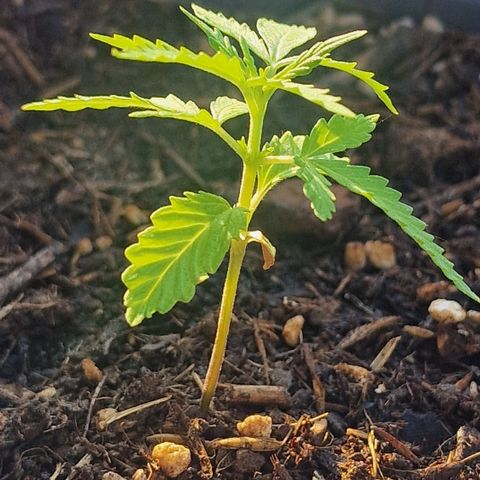 Dark Devil Auto growlog timeline photo