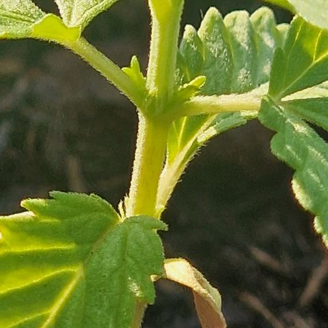 Dark Devil Auto growlog timeline photo