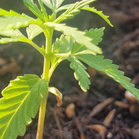 Dark Devil Auto growlog timeline photo
