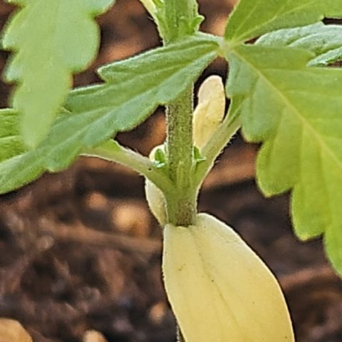 Dark Devil Auto growlog timeline photo