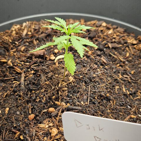 Dark Devil Auto growlog timeline photo