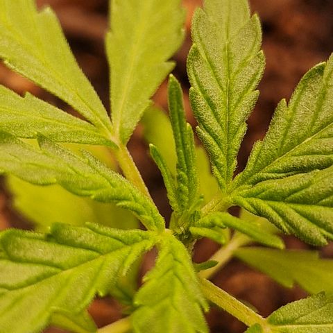 Dark Devil Auto growlog timeline photo