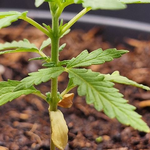 Dark Devil Auto growlog timeline photo
