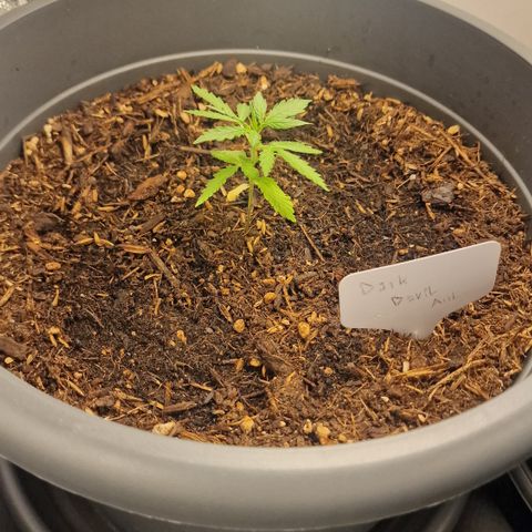 Dark Devil Auto growlog timeline photo