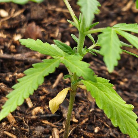Dark Devil Auto growlog timeline photo