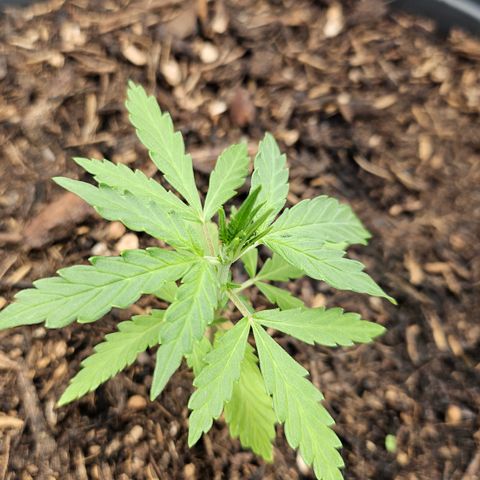 Dark Devil Auto growlog timeline photo