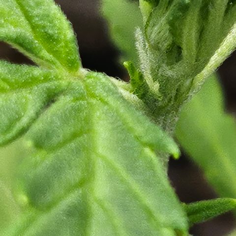 Dark Devil Auto growlog timeline photo