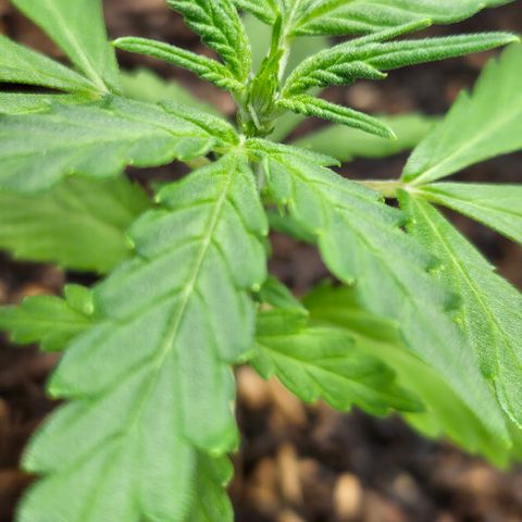 Dark Devil Auto growlog timeline photo