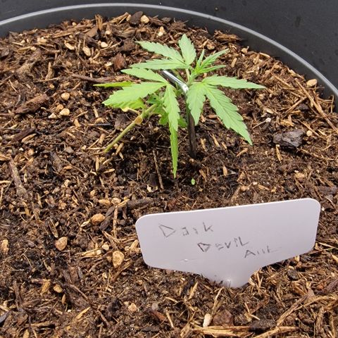 Dark Devil Auto growlog timeline photo