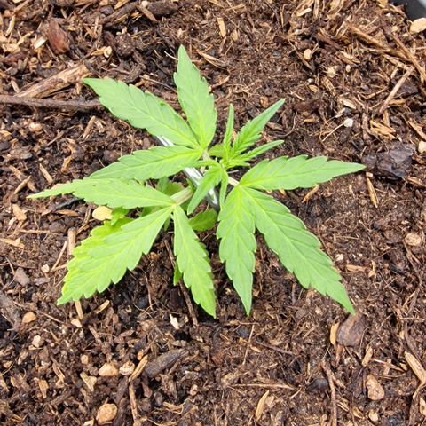 Dark Devil Auto growlog timeline photo