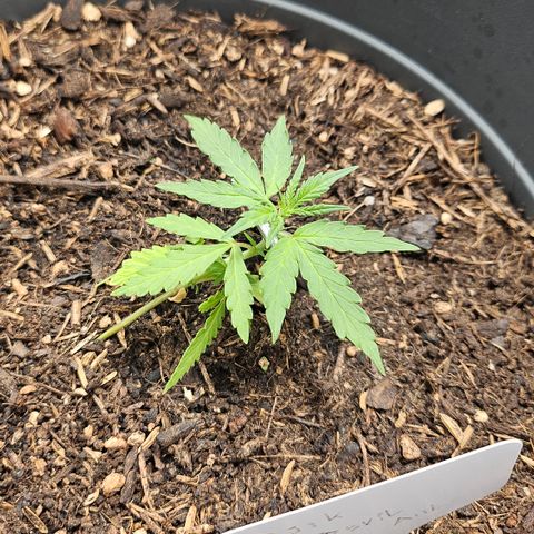 Dark Devil Auto growlog timeline photo