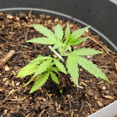 Dark Devil Auto growlog timeline photo