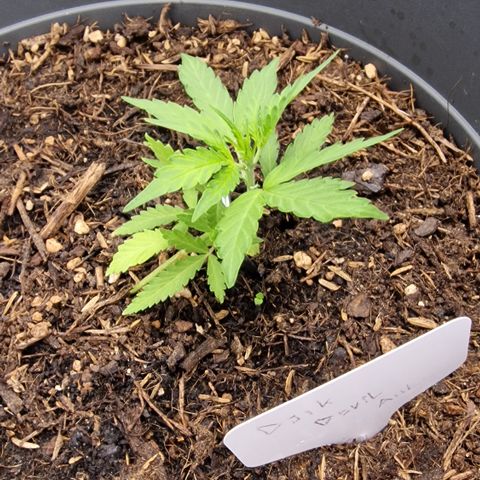 Dark Devil Auto growlog timeline photo